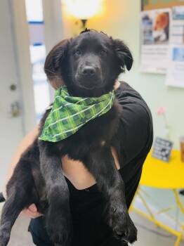 Chow Chow and Labrador Retriever Dogs Available for Adoption - Sirius | PetCurious