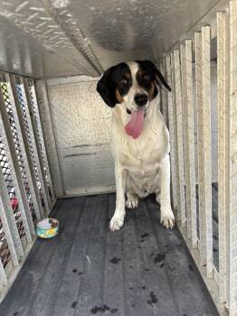 Terrier Dogs Available for Adoption in Springfield, Georgia - Little Harry | PetCurious