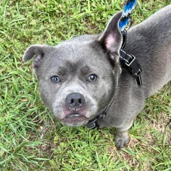 Thumper -  Mixed Breed Dog for Adoption in Westhampton, New York - Thumper | PetCurious