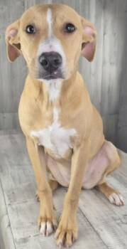 Starla -  Terrier and Mixed Breed Dog for Adoption in Shreveport, Louisiana - Starla | PetCurious