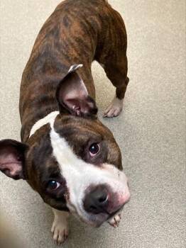 DRIFT -  Boxer and Mixed Breed Dog Available for Adoption in Omaha, Nebraska - DRIFT | PetCurious