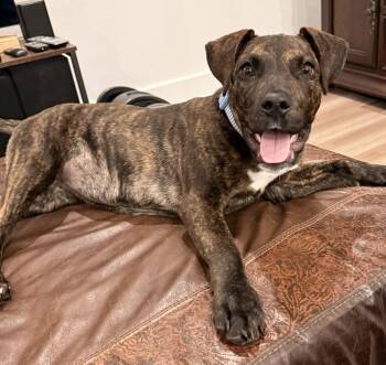 Jewel -  Labrador Retriever Dog for Adoption in The Woodlands, Texas - Jewel | PetCurious