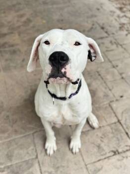 Dogo Argentino Dogs Available for Adoption in Salt Lake City, Utah - Montana  | PetCurious