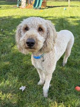 George -  Goldendoodle Dog for Adoption in South Bend, Indiana - George | PetCurious