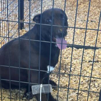 Josie -  Shepherd Dog Available for Adoption in Anahuac, Texas - Josie | PetCurious