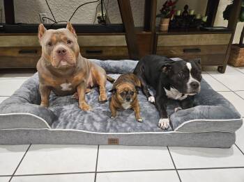 Rescue Staffordshire Bull Terrier and Boston Terrier Dogs for Adoption in Sunrise, Florida - Luna | PetCurious