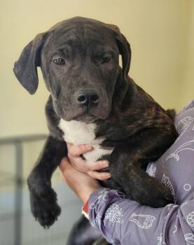 Mastiff Dogs Available for Adoption - Dizzy | PetCurious