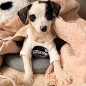 Mixed Breed Dogs Available for Adoption in West Palm Beach, Florida - Milton | PetCurious