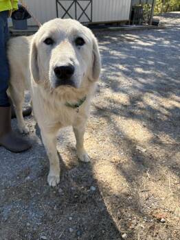George Washington -  Great Pyrenees Dog for Adoption in Lawrenceburg, Tennessee - George Washington | PetCurious