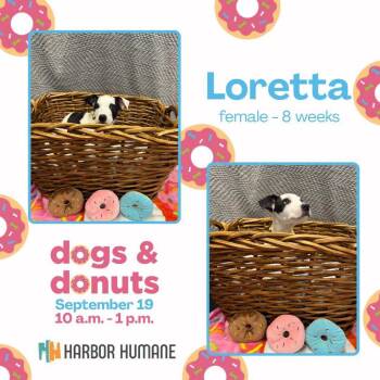 Loretta -  Boxer Dog for Adoption in West Olive, Michigan - Loretta | PetCurious