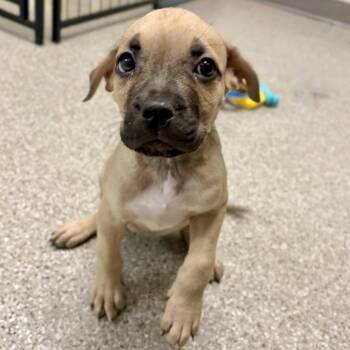 Bashful -  Mastiff and Pit Bull Terrier Dog for Adoption in Fullerton, Pennsylvania - Bashful | PetCurious