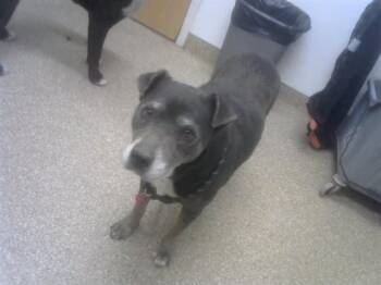 Siberian Husky and Mixed Breed Dogs Available for Adoption in Albuquerque, New Mexico - EVELINE | PetCurious