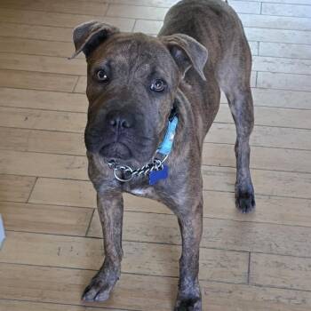 Gia -  Shar Pei and Boxer Dog for Adoption in Fort Collins, Colorado - Gia | PetCurious