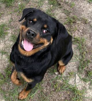 Rottweiler Dogs Available for Adoption in Deering, New Hampshire - Tandy | PetCurious