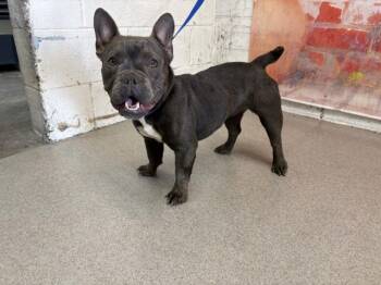 KALI -  French Bulldog Dog for Adoption in San Bernardino, California - KALI | PetCurious