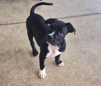 Breezy -  Boxer Dog for Adoption in Indiana, Pennsylvania - Breezy | PetCurious