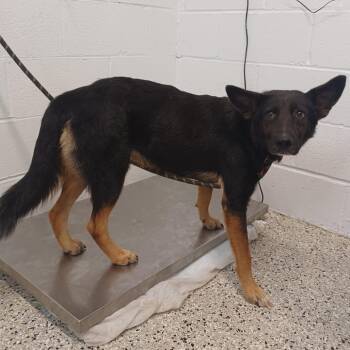 Sierra -  Shepherd and Australian Kelpie Dog for Adoption in Hattiesburg, Mississippi - Sierra | PetCurious