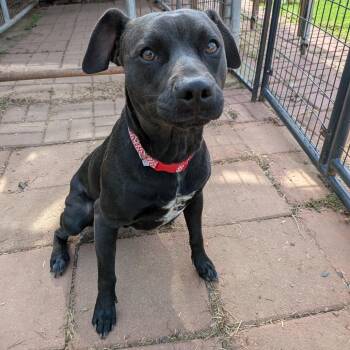 Retriever Dogs Available for Adoption in Fairfax Station, Virginia - Johnny | PetCurious