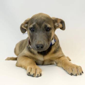 Boxer and German Shepherd Dog Dogs Available for Adoption - 314 (2026) Toffee | PetCurious