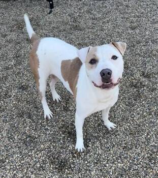DIAMOND -  Pit Bull Terrier and Mixed Breed Dog for Adoption in Kalamazoo, Michigan - DIAMOND | PetCurious