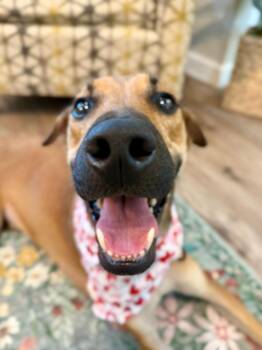 Gully Gibblet with the Elf Ears -  German Shepherd Dog and Greyhound Dog for Adoption in Friendswood, Texas - Gully Gibblet With The Elf Ears | PetCurious
