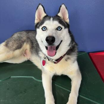 Rescue Siberian Husky Dogs for Adoption in High Ridge, Missouri - Sassy | PetCurious