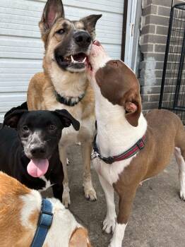 Rescue American Staffordshire Terrier Dogs for Adoption in Spring, Texas - Betsy | PetCurious