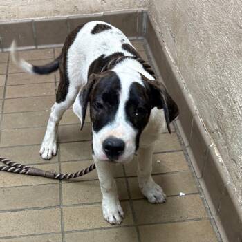 Mitch -  Labrador Retriever and Pit Bull Terrier Dog for Adoption in Birmingham, Alabama - Mitch | PetCurious