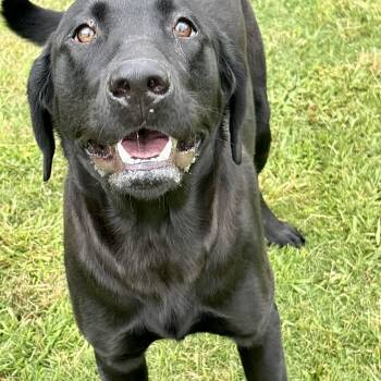 Labrador Retriever Dogs Available for Adoption in Tunica, Mississippi - Moose  | PetCurious