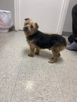 Rescue Silky Terrier and Yorkshire Terrier Dogs for Adoption in Anniston, Alabama - Chloe | PetCurious