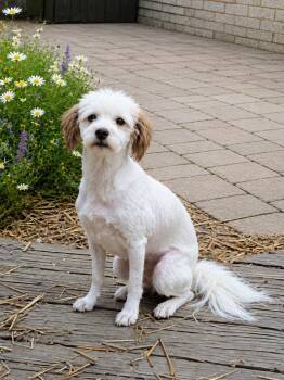 Daisy -  Havanese Dog for Adoption - Daisy | PetCurious
