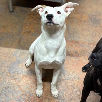 Mixed Breed Dogs Available for Adoption - Jim | PetCurious