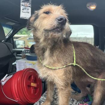 Terrier Dogs Available for Adoption in Lake Jackson, Texas - Bruno - RN | PetCurious