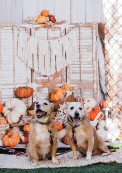 SAGE AND ANGEL -  Terrier Dog for Adoption in Vandergrift, Pennsylvania - SAGE AND ANGEL | PetCurious