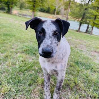 Australian Cattle Dog Blue Heeler and Cattle Dog Dogs Available for Adoption in Atlanta, Texas - Buzz $100 Total Adoption | PetCurious