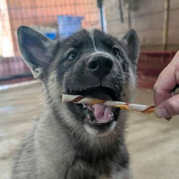 Kane -  Mixed Breed Dog for Adoption in Dekalb, Illinois - Kane | PetCurious