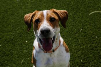 Rescue Hound Dogs for Adoption in Gunnison, Colorado - Copper | PetCurious