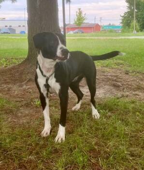 Starry -  Pit Bull Terrier Dog for Adoption in Springfield, Illinois - Starry | PetCurious
