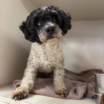 Diesel -  Poodle Dog for Adoption in Northbrook, Illinois - Diesel | PetCurious