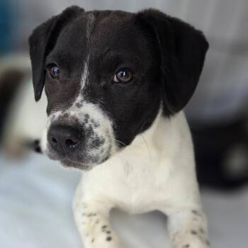 Mixed Breed Dogs Available for Adoption - Emerald | PetCurious