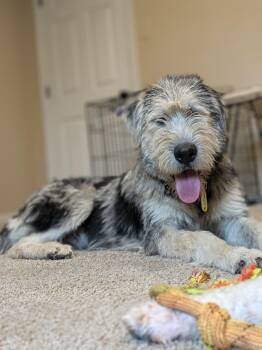 Axel -  Schnauzer Dog for Adoption in Columbia, Maryland - Axel | PetCurious