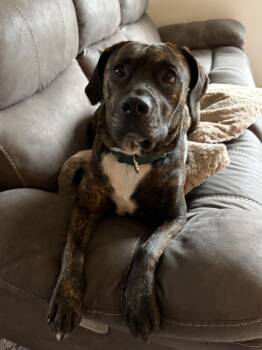 Pit Bull Terrier Dogs Available for Adoption in Bow, Washington - Frankie | PetCurious