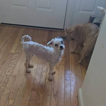 Crouton -  Poodle and Mixed Breed Dog for Adoption in Jarrettsville, Maryland - Crouton | PetCurious