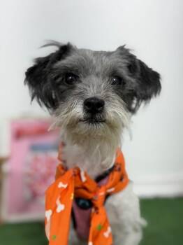 Blossom-One of our Amazing Rescue Dogs -  Havanese and Shih Tzu Dog for Adoption in Carlsbad, California - Blossom-One Of Our Amazing Rescue Dogs | PetCurious
