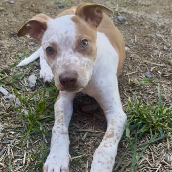 Boone -  Pit Bull Terrier and Cattle Dog Dog for Adoption in Fairmont, West Virginia - Boone | PetCurious