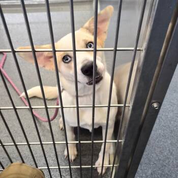 Snow -  Husky and Retriever Dog for Adoption in Montgomery, Alabama - Snow | PetCurious
