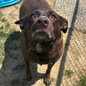 Jade -  Chocolate Labrador Retriever and Mixed Breed Dog for Adoption in Dover, New Hampshire - Jade | PetCurious