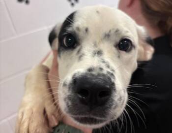Zeus -  Boxer and Labrador Retriever Dog for Adoption in Columbus, Indiana - Zeus | PetCurious