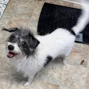 Sarah -  Terrier and Mixed Breed Dog for Adoption in Boerne, Texas - Sarah | PetCurious
