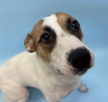 June Bug -  Cattle Dog and Mixed Breed Dog for Adoption in Woodbury, Minnesota - June Bug | PetCurious